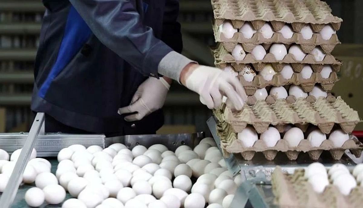 قیمت یک شانه تخم مرغ از 100 هزار تومان گذشت/ هر عدد حدود ۳۵۰۰ تومان
