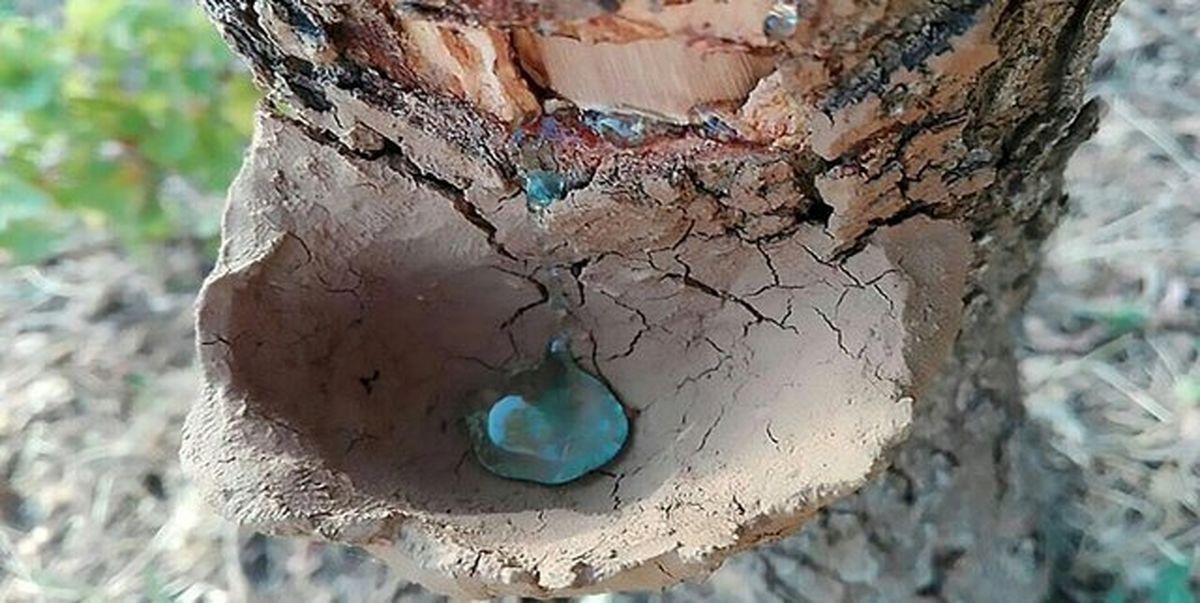 تا ۳ سال دیگر مجوز برداشت «سقز» در کرمانشاه داده نمیشود