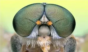 عینک هوشمند جدیدی برای بازیابی بینایی با الهام از چشم مگس‌ها

