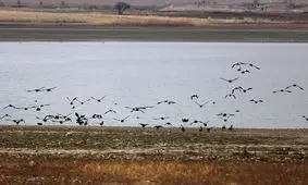 دریاچه سد جیپ؛ زیستگاه جذاب پرندگان/عکس