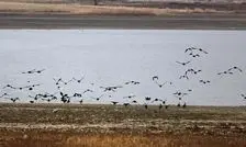 دریاچه سد جیپ؛ زیستگاه جذاب پرندگان/عکس