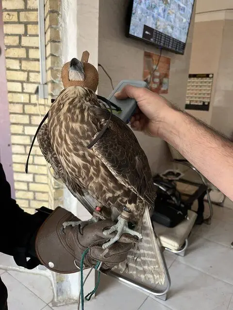 سرقت شبانه از کلینیک پردیسان/ سارقان دستگیر و پرندگان بازگردانده شدند