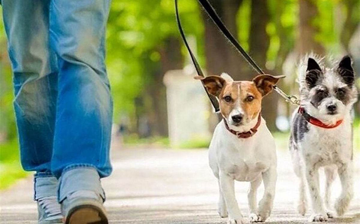 ورود سگ‌ ها به پارک ممنوع/ برخورد با اراذل پارک‌ ها