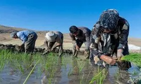 فوت دومین جوان کشاورز در مازندران بر اثر بیماری "تب شالیزار"

