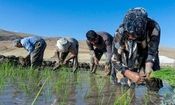 فوت دومین جوان کشاورز در مازندران بر اثر بیماری "تب شالیزار"

