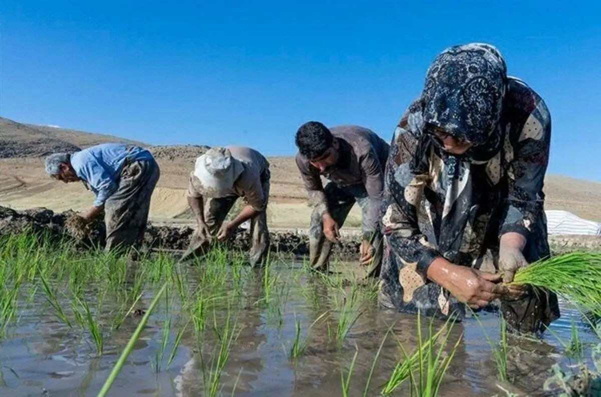 فوت دومین جوان کشاورز در مازندران بر اثر بیماری "تب شالیزار"

