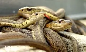 واکنش مار‌ها هنگام احساس خطر/ ویدئو