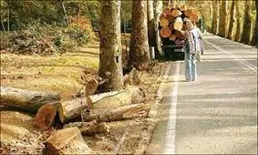 قطع ۸ درخت در کاخ سعد آباد/ واکنش چمران به قطع درختان کاخ سعدآباد