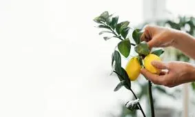 میوه هایی که می‌توان در خانه کاشت، با نگهداری راحت