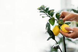 میوه هایی که می‌توان در خانه کاشت، با نگهداری راحت