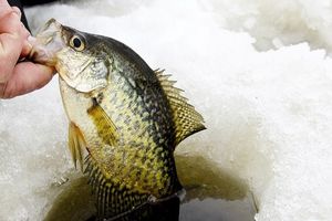 صید جالب ماهی از دریاچه یخ زده/ ویدئو