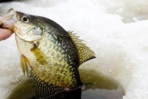صید جالب ماهی از دریاچه یخ زده/ ویدئو