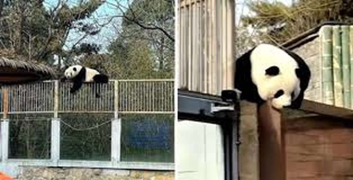 تلاش خرس پاندا برای فرار از باغ وحش/ ویدئو