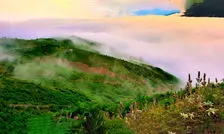 خبری امیدوارکننده از آتش‌سوزی جنگل‌های هیرکانی: ۷۰ الی ۸۰ درصد درخت‌ها سالمند