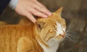 نوازش یک گربه با روشی جالب/ ویدئو