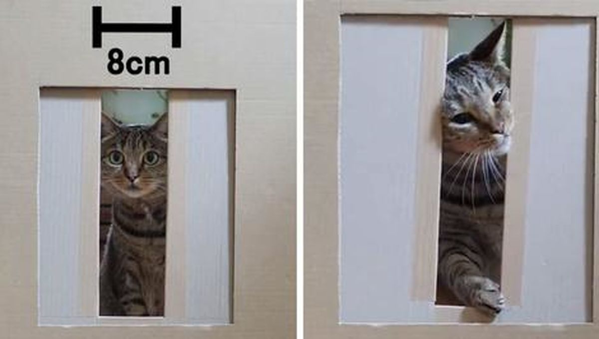 گربه ها در برابر قوانین فیزیک: عبور غیرممکن از هر جایی/ ویدئو