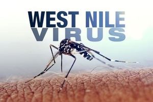 ویروس نیل غربی چیست؟ چه علائمی دارد و چگونه درمان می شود؟