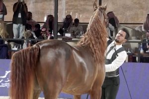 مسابقه زیبایی اسب‌ ها در ریاض/ ویدئو