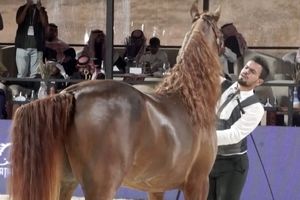 مسابقه زیبایی اسب‌ ها در ریاض/ ویدئو