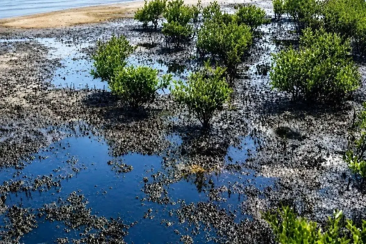 ۹۰ هزار مترمربع از دریای جنوب نفتی شد