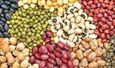 چرا قیمت لوبیا چیتی سر به فلک کشید؟

