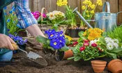 باغبانی، ترفندی آرامش بخش برای زندگی سالم