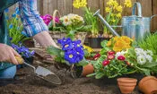باغبانی، ترفندی آرامش بخش برای زندگی سالم