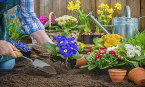 باغبانی، ترفندی آرامش بخش برای زندگی سالم
