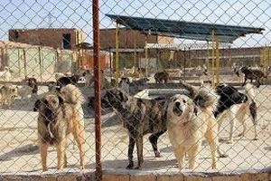 عکس وحشتناک از حمله خونین سگ ولگرد به کارگر شهرداری فردیس
