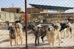 عکس وحشتناک از حمله خونین سگ ولگرد به کارگر شهرداری فردیس