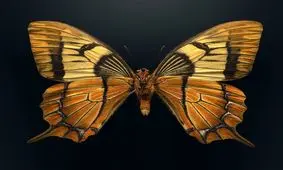 تصاویر فوق‌العاده نزدیک از حشرات که هیچ گاه مانند آنها را ندیده‌اید/ عکس