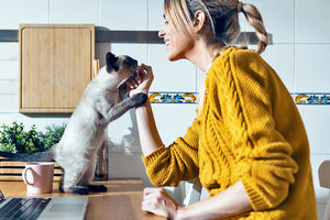 نگهداری از گربه تاثیر شگفت انگیزی بر مغز شما دارد
