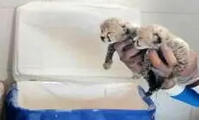 احتمال اختلال ژنتیکی توله یوزها