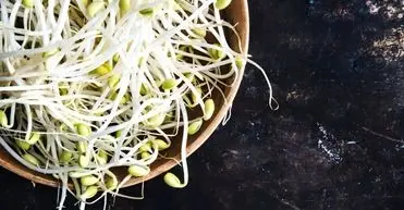 خواص جوانه های لوبیا برای استخوان و سیستم ایمنی