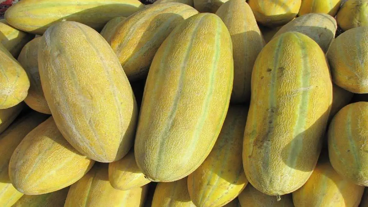 خربزه سنگ کلیه را پودر می کند