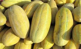 خربزه سنگ کلیه را پودر می کند