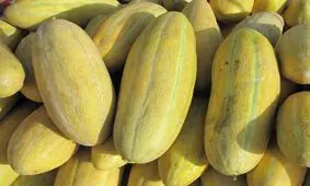 خربزه سنگ کلیه را پودر می کند