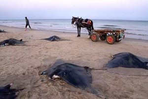 قتل عام وحشتناک این ماهی‌ها در ساحل غزه به خاطر ساخت اکسیر چینی