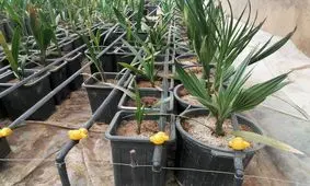 توزیع 2000 اصله نهال خرمای تجاری مجول در سیستان و بلوچستان