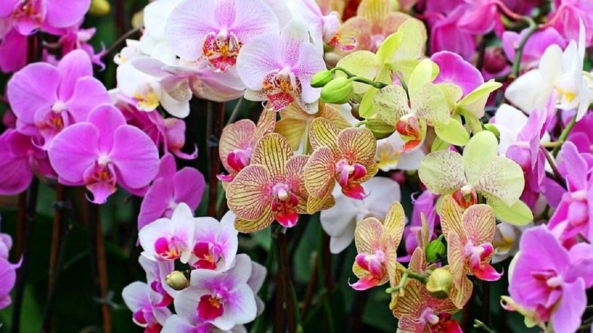 زیباترین گلهای آپارتمانی ایران را بشناسید