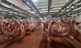 قیمت دام‌زنده در روز عید قربان | چرا گوشت بالاتر اژ قیمت واقعی به فروش می‌رود؟