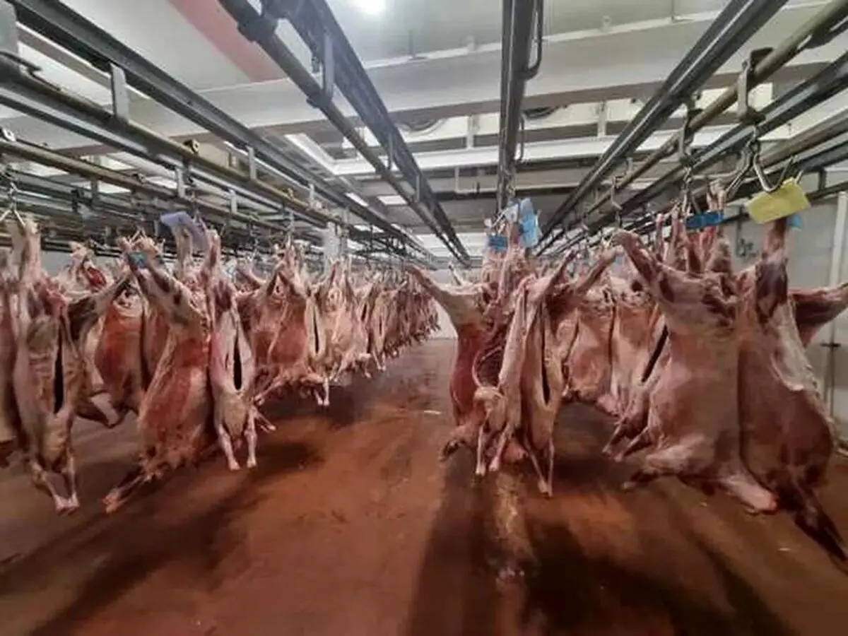 قیمت دام‌زنده در روز عید قربان | چرا گوشت بالاتر اژ قیمت واقعی به فروش می‌رود؟