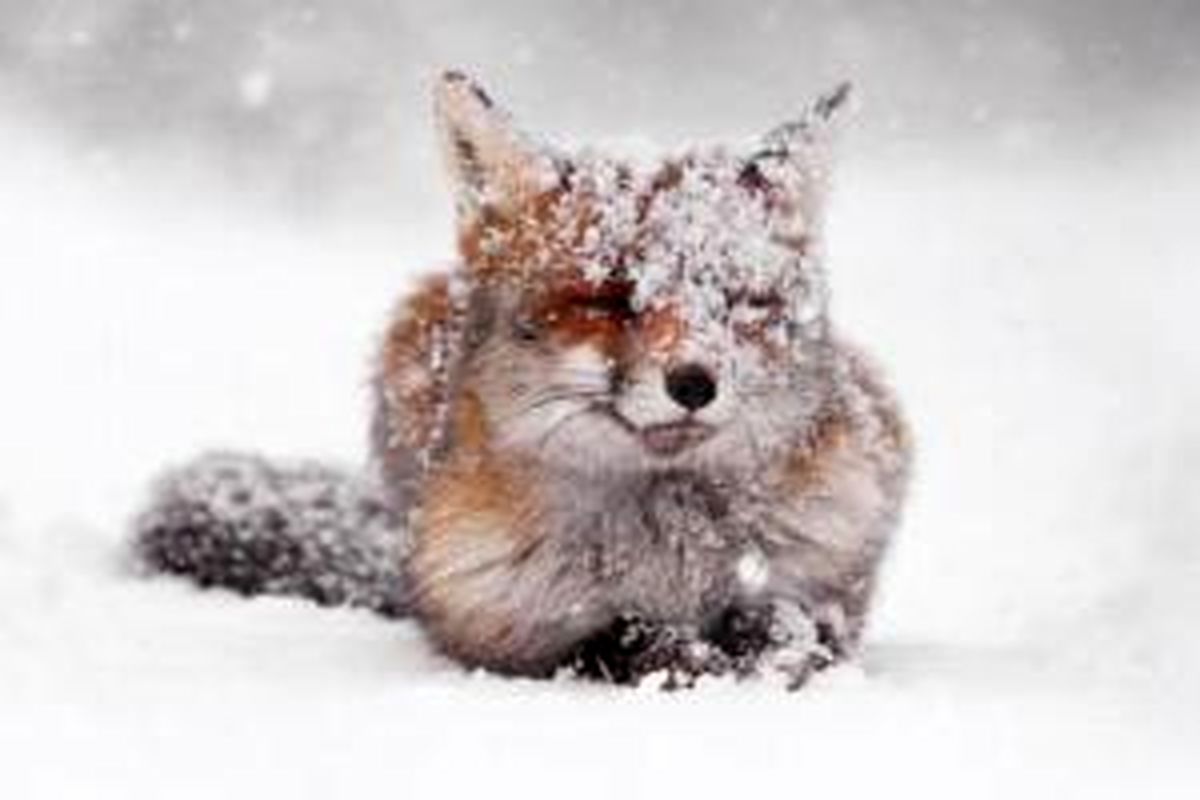 یخ بستن روباه بر اثر شدت سرما در منطقه جانوره مریوان/ ویدئو