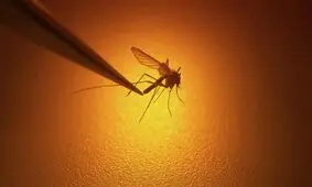 پشه‌ ها چگونه انسان را بو می‌کشند؟