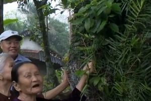 درختی ۷۰۰ ساله مقدس در ویتنام که همچنان میوه می‌دهد/ ویدئو
