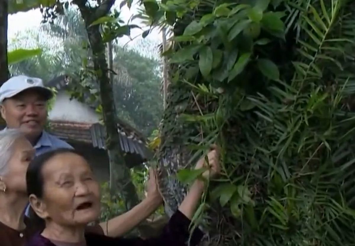 درختی ۷۰۰ ساله مقدس در ویتنام که همچنان میوه می‌دهد/ ویدئو