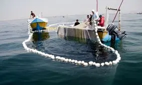 ماهی بی‌رویه صید می‌شود اما تور صیادان خالی است