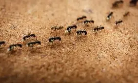 ساخت ربات با الهام از سیستم ناوبری مورچه‌ها

