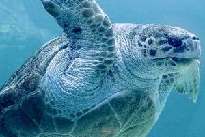مصرف گوشت لاک‌پشت دریایی در تانزانیا ۸ نفر را به کام مرگ کشاند