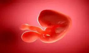 سالانه 500 هزار سقط غیر قانونی صورت می گیرد، یعنی 50 برابر سقط قانونی/ ابتدا باید تورم را کنترل کنیم بعد به فکر فرزندآوری باشیم
